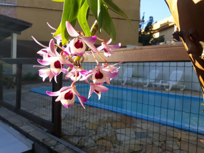 Imagem de Hotel em Ferrugem - SC 3